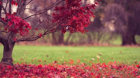 hd desktop wallpapers|full hd wallpapers for pc.